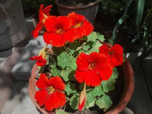 Vista 7 de 20 piezas de semillas de flores de capuchina mixtas hermosa flor bonsái decoración