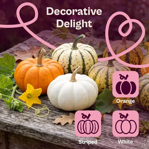 Vista 4 de SVI 35 Mezcla Mini Calabaza Heirloom Otoño Semillas Vegetales Cucurbita