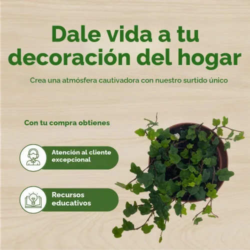 Vista 6 de BubbleBlooms String of Frogs - Juego de 3 plantas miniatura Ficus Quercifolia de hoja de roble de 2 pulgadas