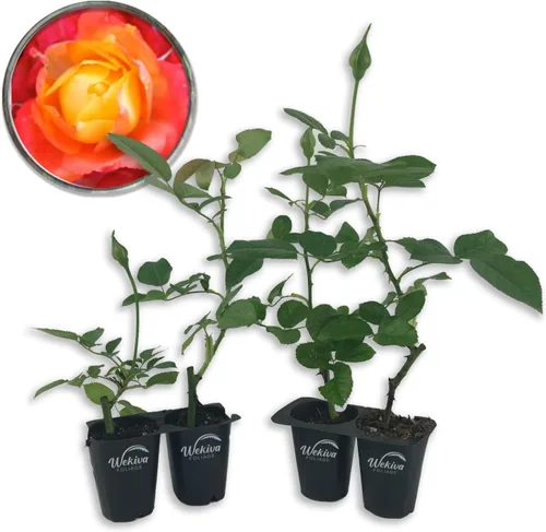 Vista 9 de Pinata Rose Bush - 1 planta de inicio vivo - Rosa Floribunda bellamente fragante - Una belleza versátil con grandes flores