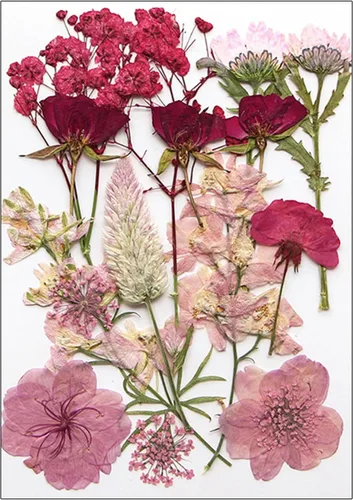 Vista 13 de Natural Pressed Dried Flower for Epoxy Resin Dry Flowers and Leaves Set for Soap Jewelry Making Scrapbooking Phone Case Decoration Section B