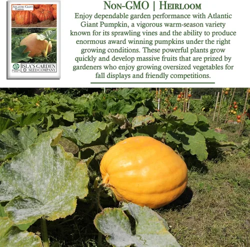 Vista 3 de Semillas de calabaza gigante del Atlántico para plantar, más de 15 semillas de reliquia por paquete, semillas de jardín de Isla
