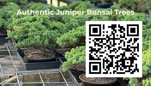 Vista 9 de Árbol bonsái de enebro enano vivo, en maceta de plástico, 3 años, 100% hecho a mano, bonsái para exteriores, regalo único para cumpleaños