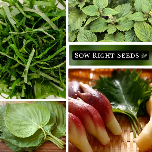 Vista 4 de Sow Right Seeds - Semillas de Shiso verde para plantar - Semillas de perilla Shiso japonés - Hoja de perilla de reliquia sin OMG - Ideal