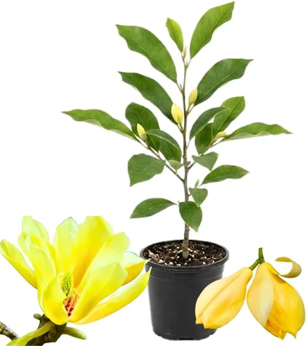 Vista 6 de Magnolia Tree Planta viva para plantar, flores de magnolia arbusto de 6 a 12 pulgadas de altura, en maceta, arbusto de magnolia fragante