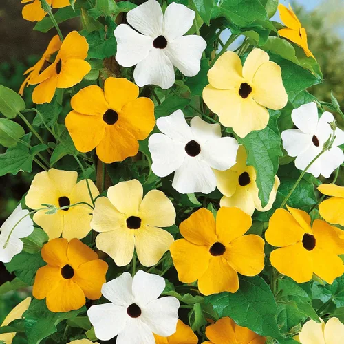 Vista 8 de Eden Brothers Black Eyed Susan Seeds - Bosque de otoño