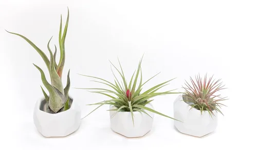 Vista 7 de Air Plant Shop Juego de 3 soportes geométricos blancos con plantas de aire mixtas, al por mayor y a granel, suculentas - Tillandsia viva - Plantas