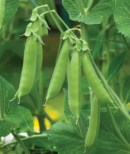 Vista 18 de Semillas de huerto para plantar - Cultiva verduras tradicionales (pimienta de 5 colores)