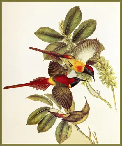 Vista 12 de Canguros australianos John Gould Counted Patrón de punto de cruz