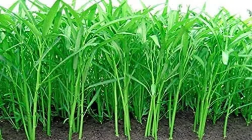 Vista 2 de Kong Xin CAI Seeds – Semillas de vegetales de hoja verde para plantar jardín – Semillas Choy Ong sin OMG – Se envía desde Iowa, Estados Unidos