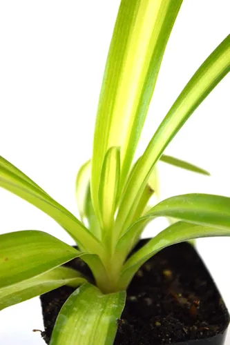 Vista 4 de 9GreenBox - Planta araña oceánica - Fácil de cultivar - Limpia el aire - Nuevo - Paquete de 2