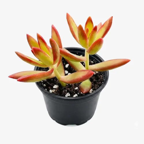 Vista 10 de Plantas suculentas vivas de 2 pulgadas, cactus con cono de pino, mini suculentas en maceta, planta de interior de fácil cuidado, regalos únicos