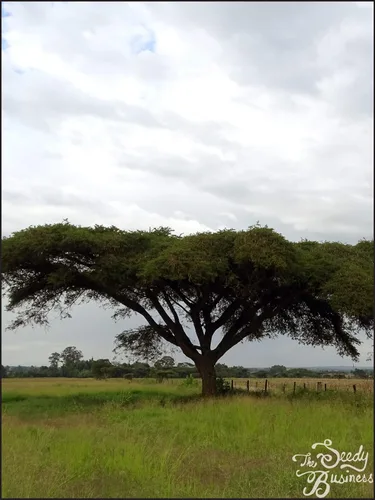 Vista 3 de Vachellia (Acacia) sieberiana (Paperbark Acacia Tree) - 25 Semillas