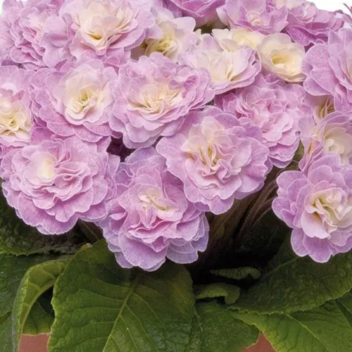 Vista 5 de 302 semillas de prímula perenne mixtas para plantar, semillas de auricula de doble prímula de fragancia, semillas de flor de primula malacoides