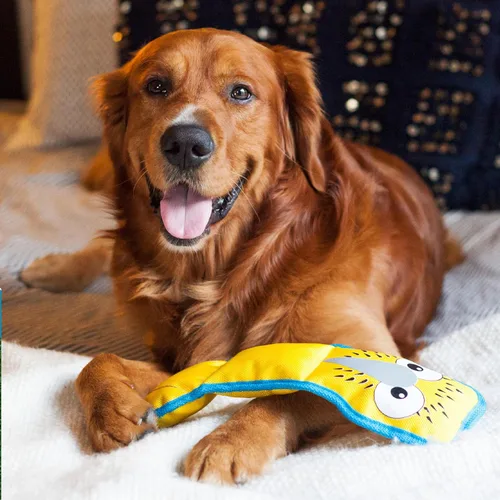 Vista 5 de Outward Hound Fire Biterz - Juguete interactivo de peluche para perro con forma de tortuga, tamaño mediano, hecho de material de manguera contra