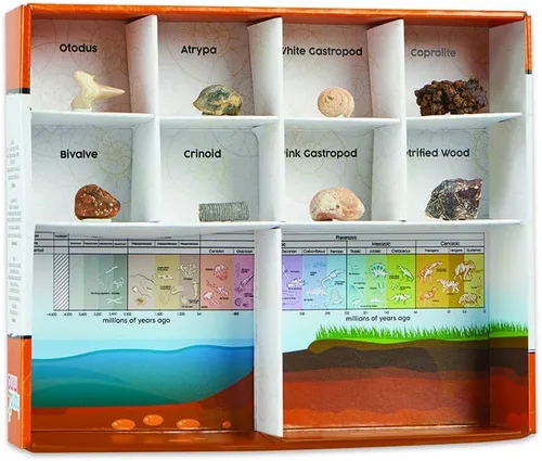 Vista 9 de hand2mind - Kit de excavación de fósiles para excavar y exhibir, vitrina de fósiles, 8 fósiles reales para descubrir, kits de excavación para niños