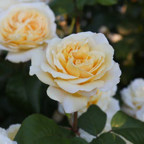 Vista 7 de Rosas de té híbridas de reliquia, planta de raíz propia viva para jardín al aire libre, Moonlight Romantica®, muy fragantes, zonas de rusticidad