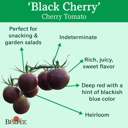 Vista 2 de Burpee Tomate 'Black Cherry' - Tomate cereza púrpura, sabor dulce y rico, 30 semillas