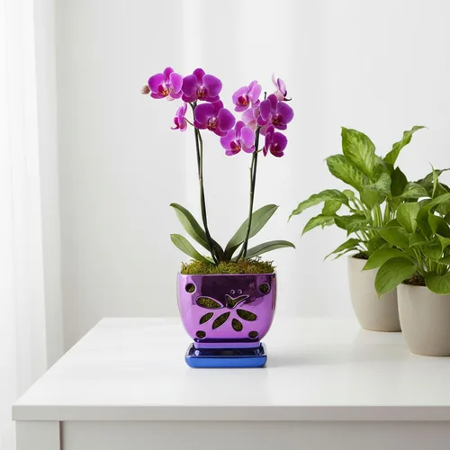 Vista 2 de Macetas de orquídeas con agujeros cuadrados de cerámica para orquídeas de Púrpura