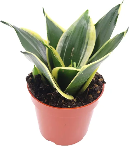 Vista 4 de Sansevieria Bentel's Sensation - 4" de California Tropicals