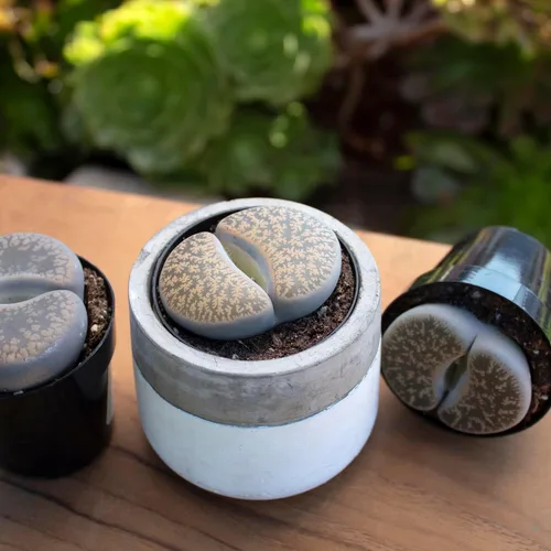 Vista 7 de Altman Plants Plantas suculentas gigantes (4 unidades) XL Lithops Plantas vivas y suculentas reales, plantas seguras para mascotas y plantas