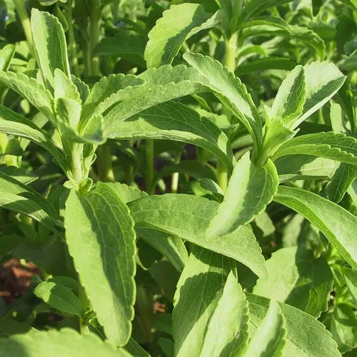 Vista 4 de Park Seed Sugarleaf - Semillas de Stevia orgánicas, paquete de 50 semillas