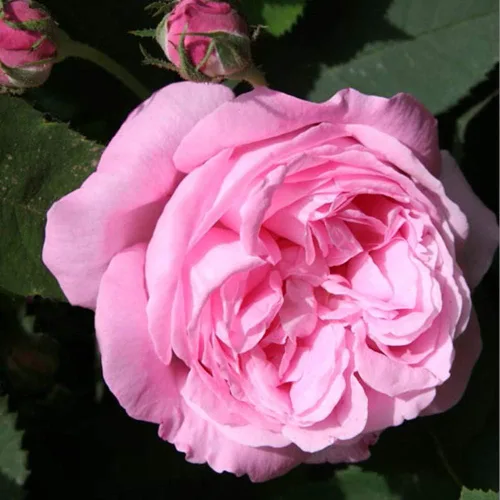 Vista 2 de Heirloom Roses Planta de rosas - Honorine de Brabant Multi Rosal, Bourbons Planta viva para plantar al aire libre