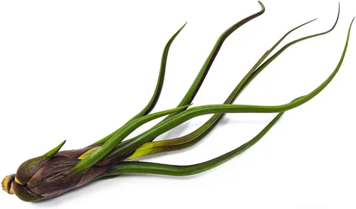 Vista 10 de Tillandsia Plantas de aire vivas de interior (paquete de 100), plantas de aire, recuerdos de fiesta a granel o recuerdos de boda, plantas vivas
