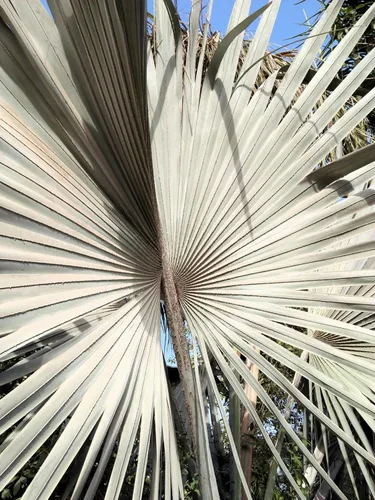 Vista 4 de 5 Silver Saw Palmetto Serenoa Repens American Dwarf Palm Tree Arbusto de fruta comestible Semillas de sol o sombra