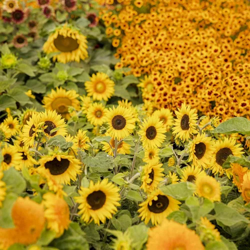 Vista 41 de Eden Brothers Semillas de girasol - Autumn Beauty