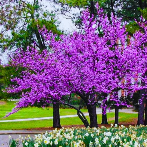 Vista 8 de Árbol Redbud oriental rosa morado, 7-13 pulgadas de alto