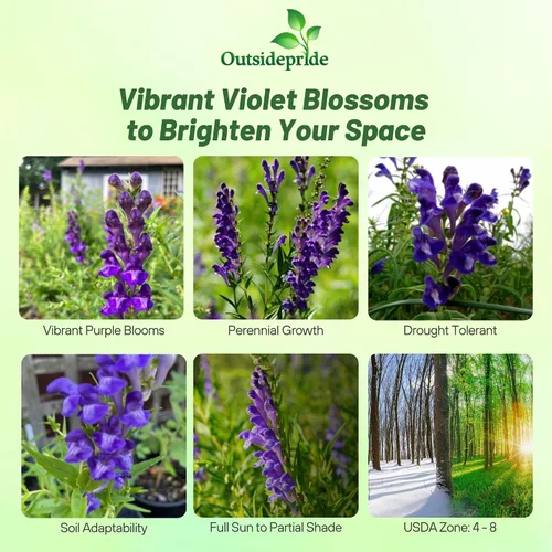 Vista 2 de Outsidepride Semillas Skullcap - 100 unidades. Semillas perennes, fáciles de cultivar y compactas, semillas de hierbas para plantar flores