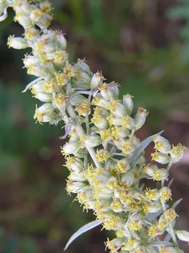 Vista 2 de 200 semillas de flor ludovícico de Artemisia (ajenjo/artemisa con flecos/salvia)
