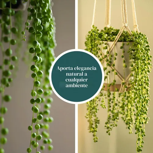 Vista 5 de Shop Succulents String of Pearls - Maceta suculenta de 2 pulgadas, paquete de 12