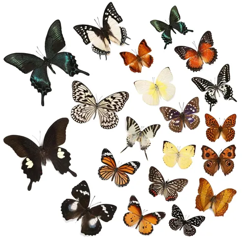 Vista 8 de WTUAWB 6 piezas de mariposa de taxidermia real – especímenes de producción creativa de bricolaje, animales de taxidermia para caja de sombra