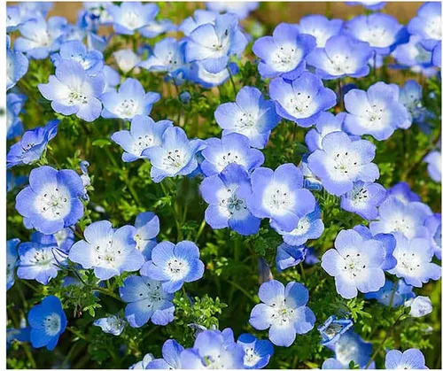 Vista 2 de 3000 semillas de flores silvestres Baby Blue Eyes - Flor silvestre nativa de California - Semilla de Nemophila Menziesii