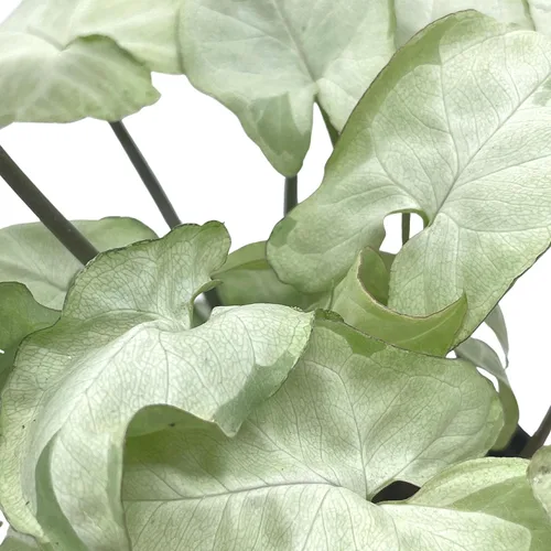 Vista 3 de BubbleBlooms Syngonium Moonshine en una olla de 4 pulgadas con cabeza de flecha abigarrada vid rara
