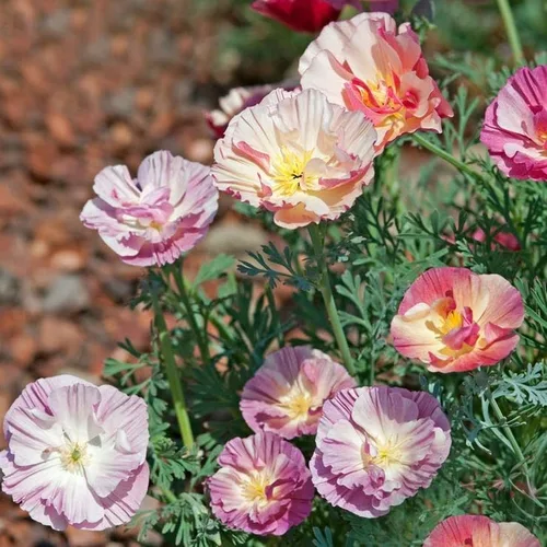Vista 15 de Park Seed Semillas de plantas de flores de amapola, fáciles de cultivar, perfectas para jardín de primavera, gris increíble, paquete de 100