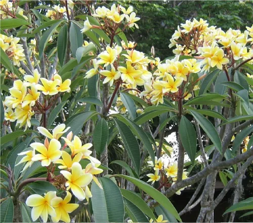 Vista 7 de Corte de plumeria hawaiana amarilla de 10 pulgadas