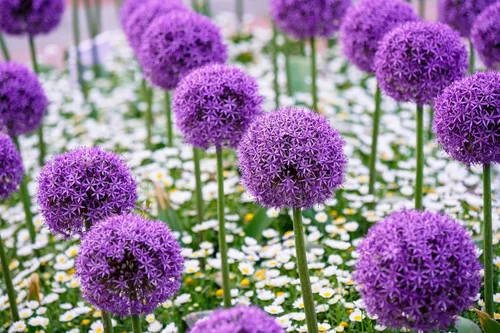Vista 5 de 25 semillas de flores gigantes Allium GLOBEMASTER Allium Giganteum de Seedville