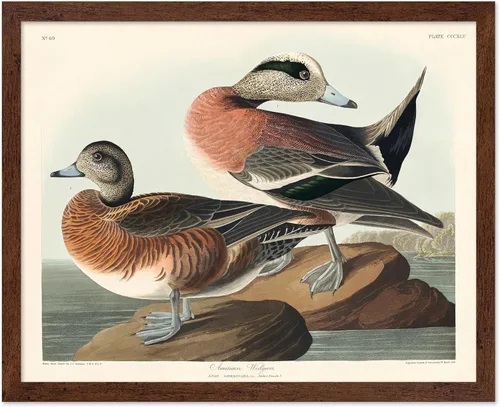 Vista 42 de Poster Master Póster vintage de James Audubon – Impresión retro de amargo americano – Arte de aves de América – Regalo para hombres, mujeres