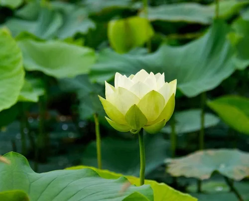 Vista 2 de Ficoszo 30 unidades de semillas de loto enana para plantar lirio de agua, semillas de loto Bonsai para plantas acuáticas, semillas de estanque