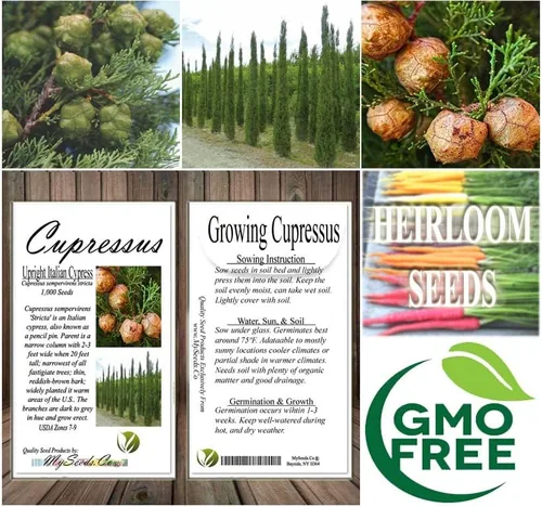 Vista 7 de Cupressus sempervirens stricta (ciprés italiano vertical), hoja perenne, grisáceo, follaje verde, pequeños conos marrones redondos, elige