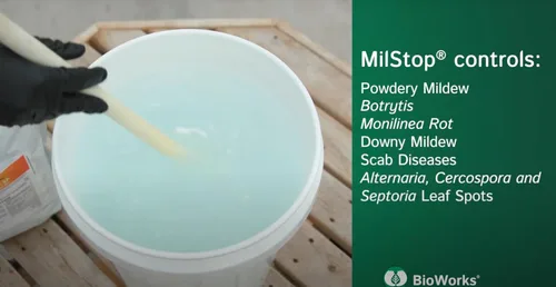 Vista 3 de MilStop SP Fungicida foliar orgánico, bolsa de 5 libras, con tijeras de recortar