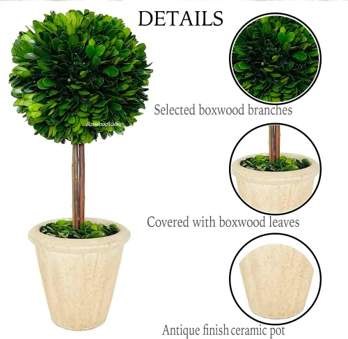 Vista 3 de Topiario de boj preservado natural en maceta de 9 pulgadas, impresionante vegetación y decoración de plantas, ideal para el hogar, oficina, bar