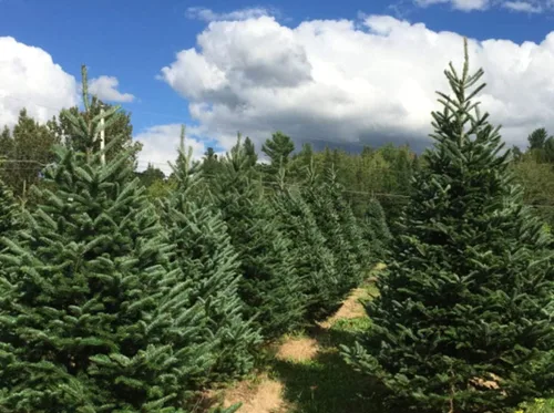 Vista 3 de 50 semillas de abeto bálsamo (Abies balsamea)