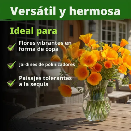 Vista 7 de HOME GROWN Golden West Poppy 6000 Semillas de flor Eschscholzia californica