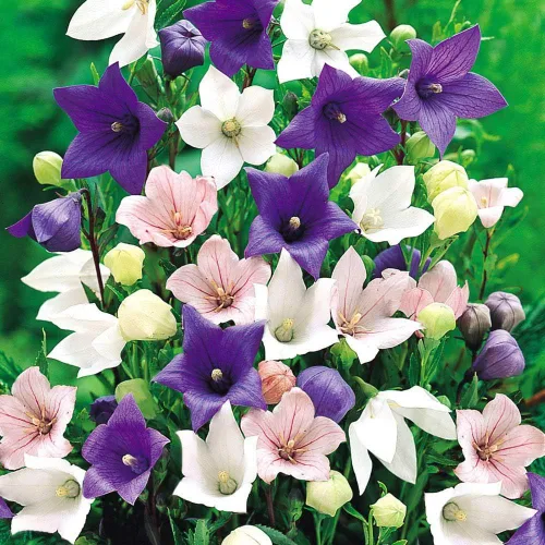 Vista 2 de Semillas Globo Flor Mezcla Platycodon Flores Perennes para Plantar