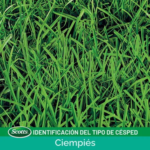 Vista 3 de Scotts Turf Builder Semilla de césped Centipede & Mantillo, Cultiva un césped espeso y de bajo mantenimiento, 5 libras. Crece un césped grueso