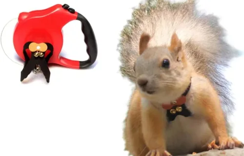 Vista 10 de Correa de cuerda de tracción de ardilla, cuerda de cadena antimordeduras, arnés para caminar pequeños animales con correa extensible para hámster